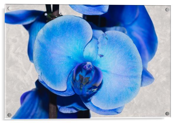 Blue Orchid 1 Acrylic by Steve Purnell