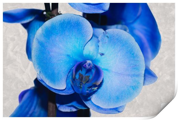 Blue Orchid 1 Print by Steve Purnell