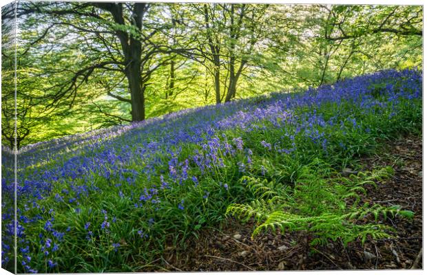 Bow Wood Bluebells and Fern Canvas Print by James Grant