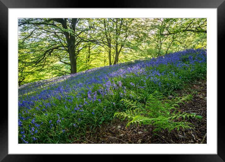 Bow Wood Bluebells and Fern Framed Mounted Print by James Grant
