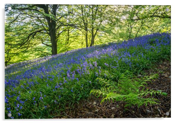 Bow Wood Bluebells and Fern Acrylic by James Grant