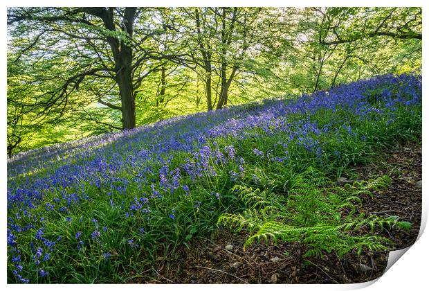 Bow Wood Bluebells and Fern Print by James Grant
