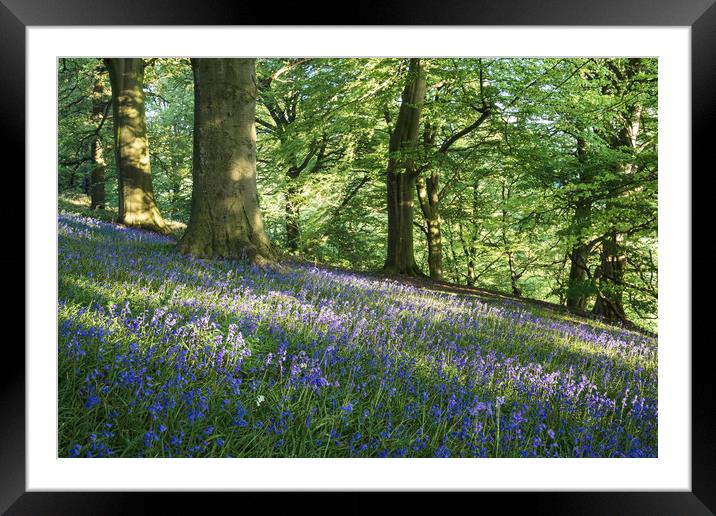 Bow Wood Bluebells Framed Mounted Print by James Grant