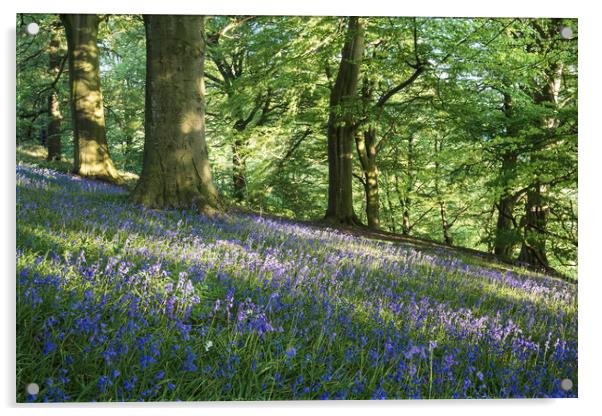 Bow Wood Bluebells Acrylic by James Grant
