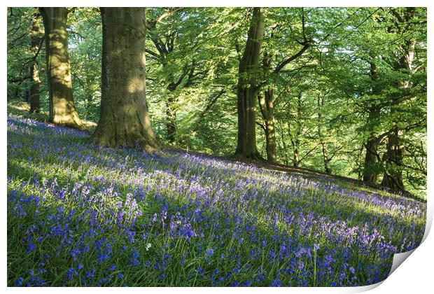 Bow Wood Bluebells Print by James Grant