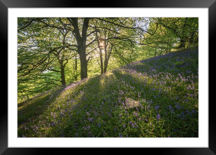 Bow Wood Bluebell Sunset Framed Mounted Print by James Grant