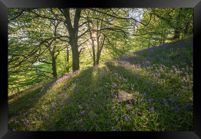 Bow Wood Bluebell Sunset Framed Print by James Grant