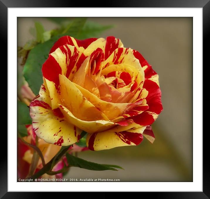 "RAINDROPS ON ROSES 1" Framed Mounted Print by ROS RIDLEY