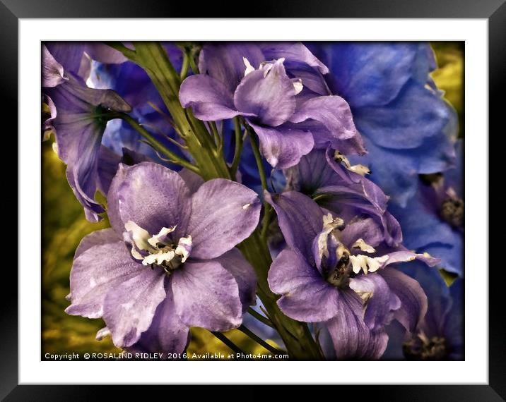 "DELPHINIUM" Framed Mounted Print by ROS RIDLEY
