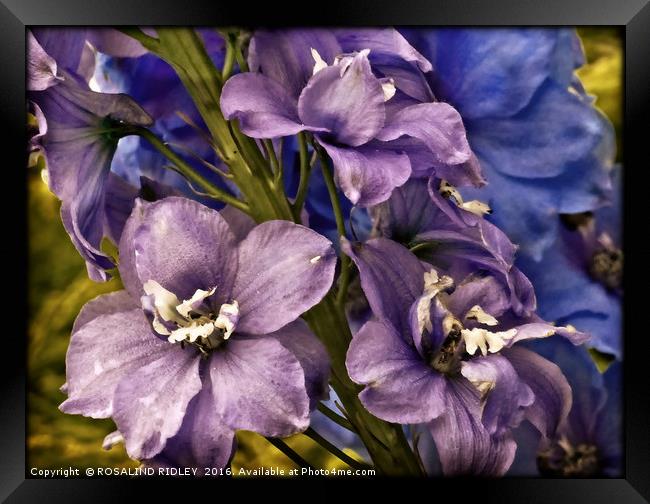 "DELPHINIUM" Framed Print by ROS RIDLEY