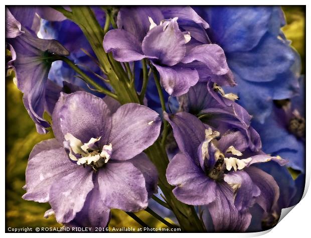 "DELPHINIUM" Print by ROS RIDLEY