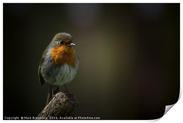 'Robin perched on a fork handle' Print by Mark Brownless