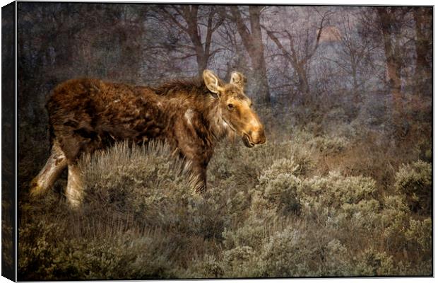 The Calm of a Moose Canvas Print by Belinda Greb