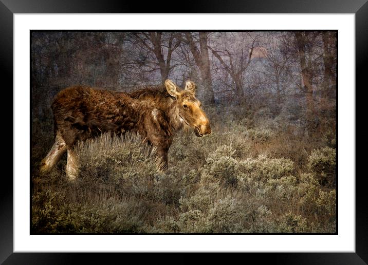 The Calm of a Moose Framed Mounted Print by Belinda Greb