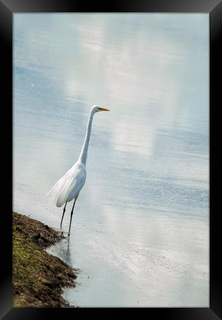 Belinda GrebGreat Egret on the Shore of a Reflecte Framed Print by Belinda Greb