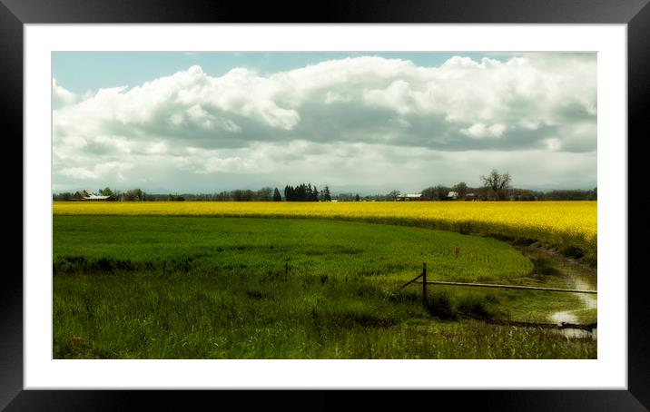 The Curve of a Mustard Crop Framed Mounted Print by Belinda Greb