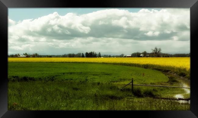 The Curve of a Mustard Crop Framed Print by Belinda Greb