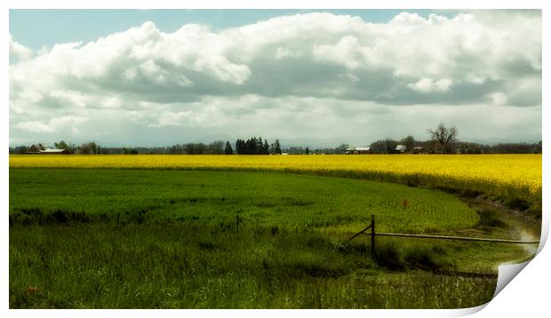 The Curve of a Mustard Crop Print by Belinda Greb