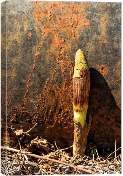 Horsetail against a Rusted Culvert Pipe Canvas Print by Belinda Greb