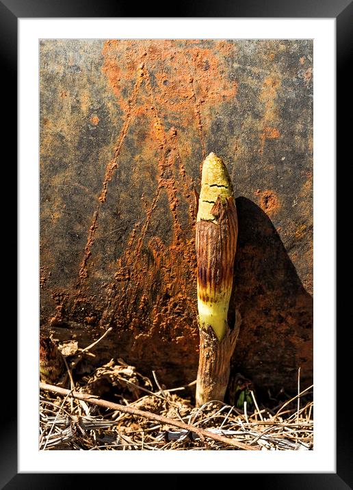 Horsetail against a Rusted Culvert Pipe Framed Mounted Print by Belinda Greb