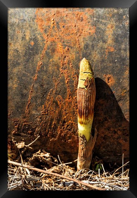 Horsetail against a Rusted Culvert Pipe Framed Print by Belinda Greb