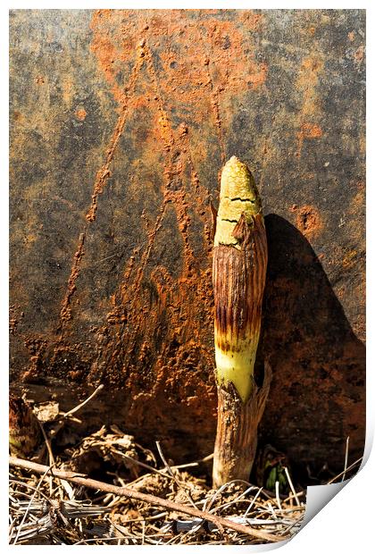 Horsetail against a Rusted Culvert Pipe Print by Belinda Greb