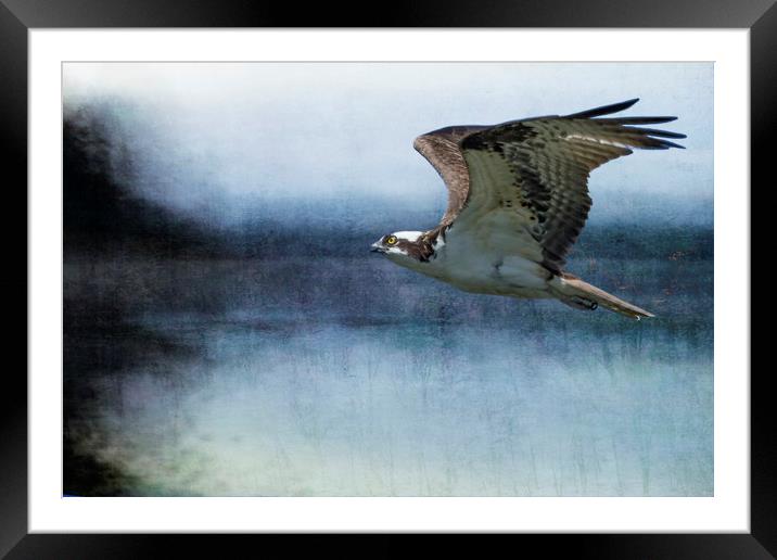 The Flight of the Osprey No. 1 Framed Mounted Print by Belinda Greb