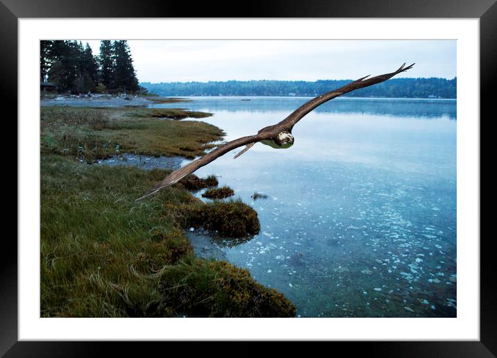 The Flight of the Osprey, No. 2 Framed Mounted Print by Belinda Greb