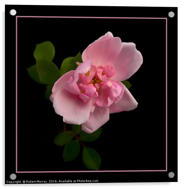 Blousy Rose Acrylic by Robert Murray