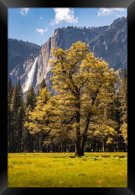 Backlit tree with Yosemite Falls Framed Print by Gareth Burge Photography