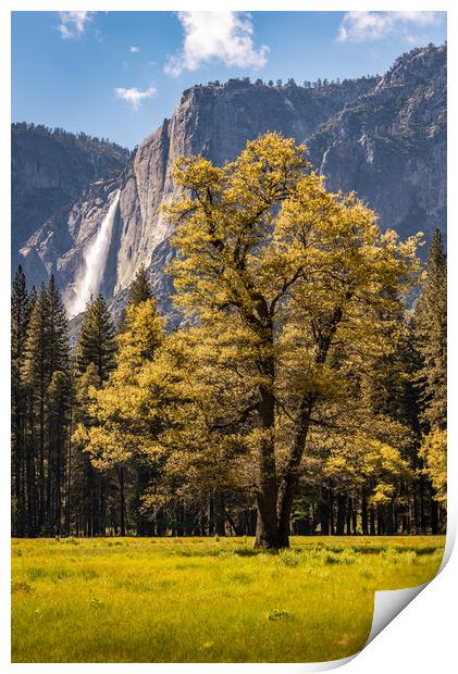 Backlit tree with Yosemite Falls Print by Gareth Burge Photography