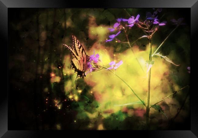 Butterfly Light Framed Print by Sarah Ball