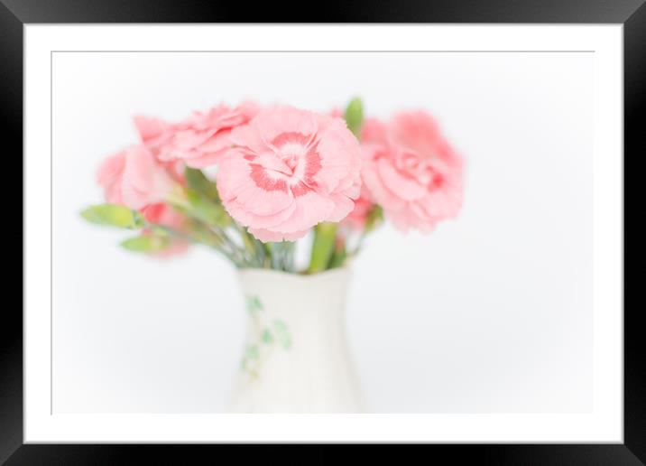 Pink Carnations 2 Framed Mounted Print by Steve Purnell