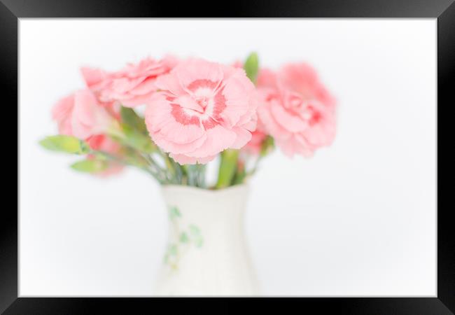 Pink Carnations 2 Framed Print by Steve Purnell