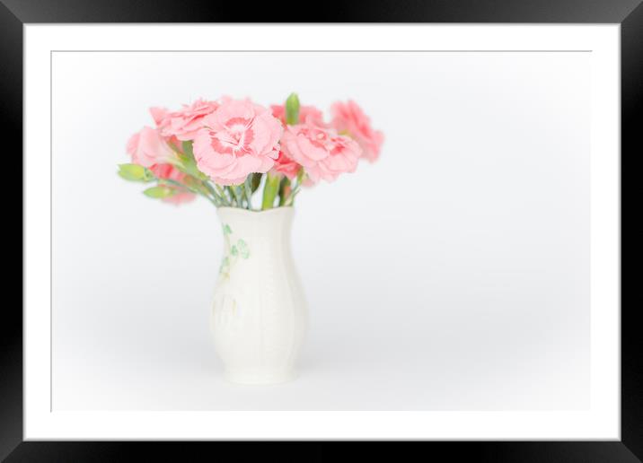Pink Carnations 3 Framed Mounted Print by Steve Purnell