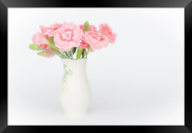 Pink Carnations 3 Framed Print by Steve Purnell