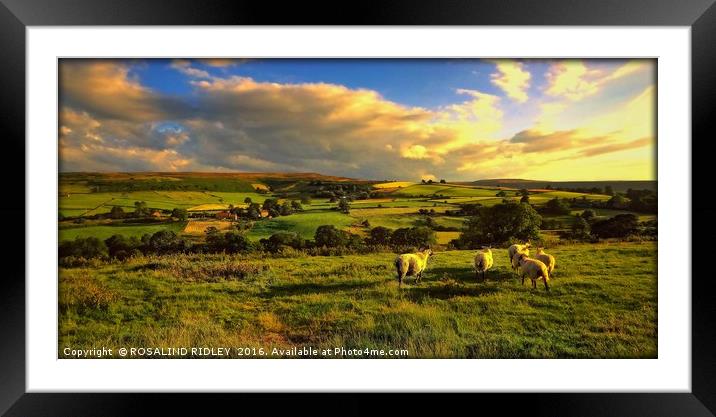 "EVENING LIGHT ....TIME FOR THE SHEEP TO RETURN TO Framed Mounted Print by ROS RIDLEY
