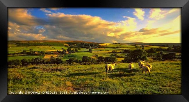 "EVENING LIGHT ....TIME FOR THE SHEEP TO RETURN TO Framed Print by ROS RIDLEY