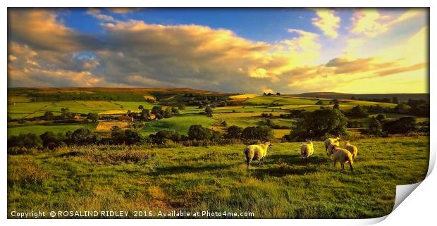 "EVENING LIGHT ....TIME FOR THE SHEEP TO RETURN TO Print by ROS RIDLEY
