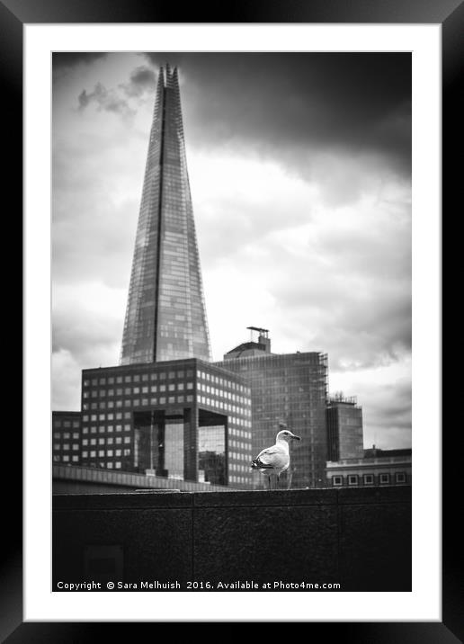 Seagull & The Shard Framed Mounted Print by Sara Melhuish