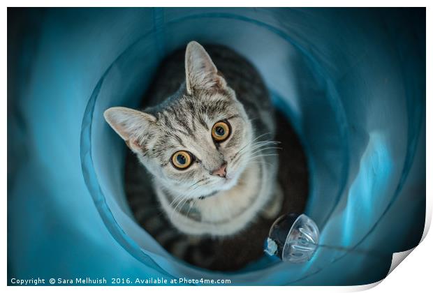Russian blue kitty cat Print by Sara Melhuish