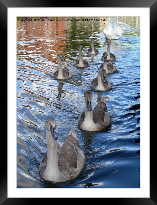 Swans- West Mills Canal - Newbury Framed Mounted Print by Brian Pearce