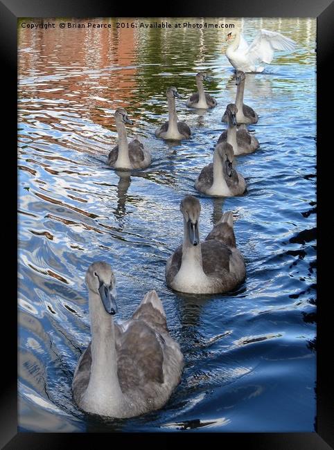 Swans- West Mills Canal - Newbury Framed Print by Brian Pearce