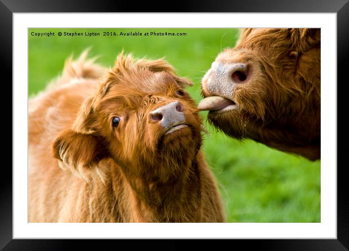 Big Licks Highland Coo Framed Mounted Print by Stephen Lipton