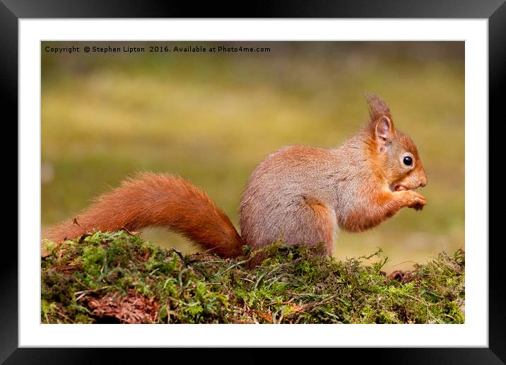 Red Squirrel Framed Mounted Print by Stephen Lipton