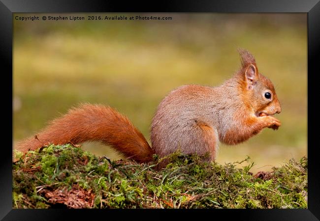 Red Squirrel Framed Print by Stephen Lipton