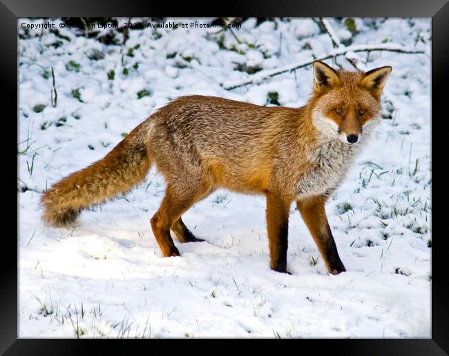 Winter Fox Framed Print by Stephen Lipton