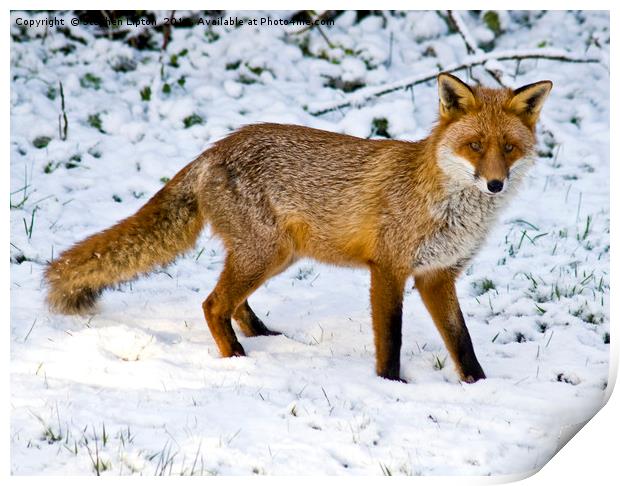 Winter Fox Print by Stephen Lipton