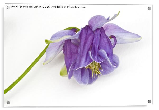 Purple Aquilegia Acrylic by Stephen Lipton