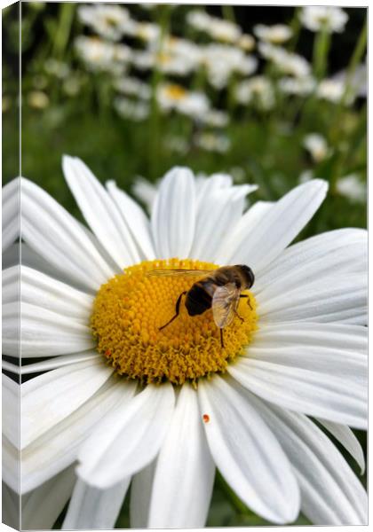 bee and daisy Canvas Print by Marinela Feier